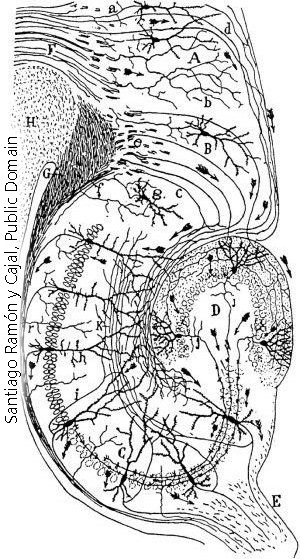 A drawing of the hippocampus by Ramon y Cajal.