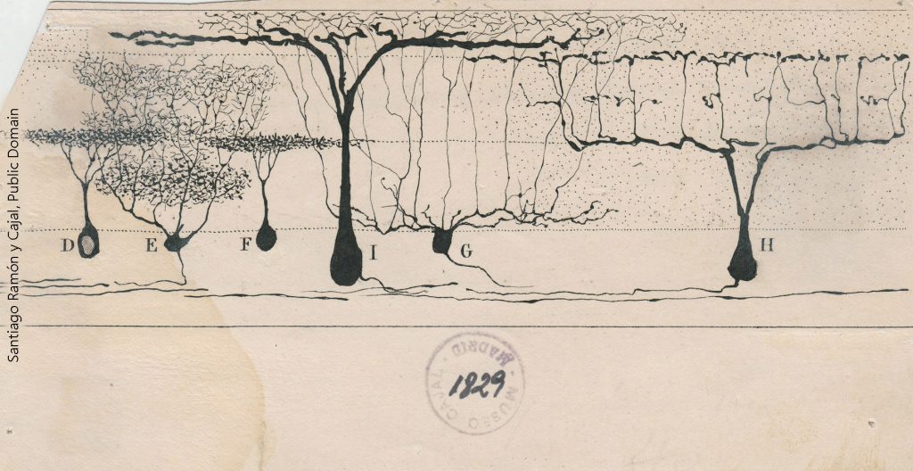 A drawing of retinal neurons by Ramon y Cajal.