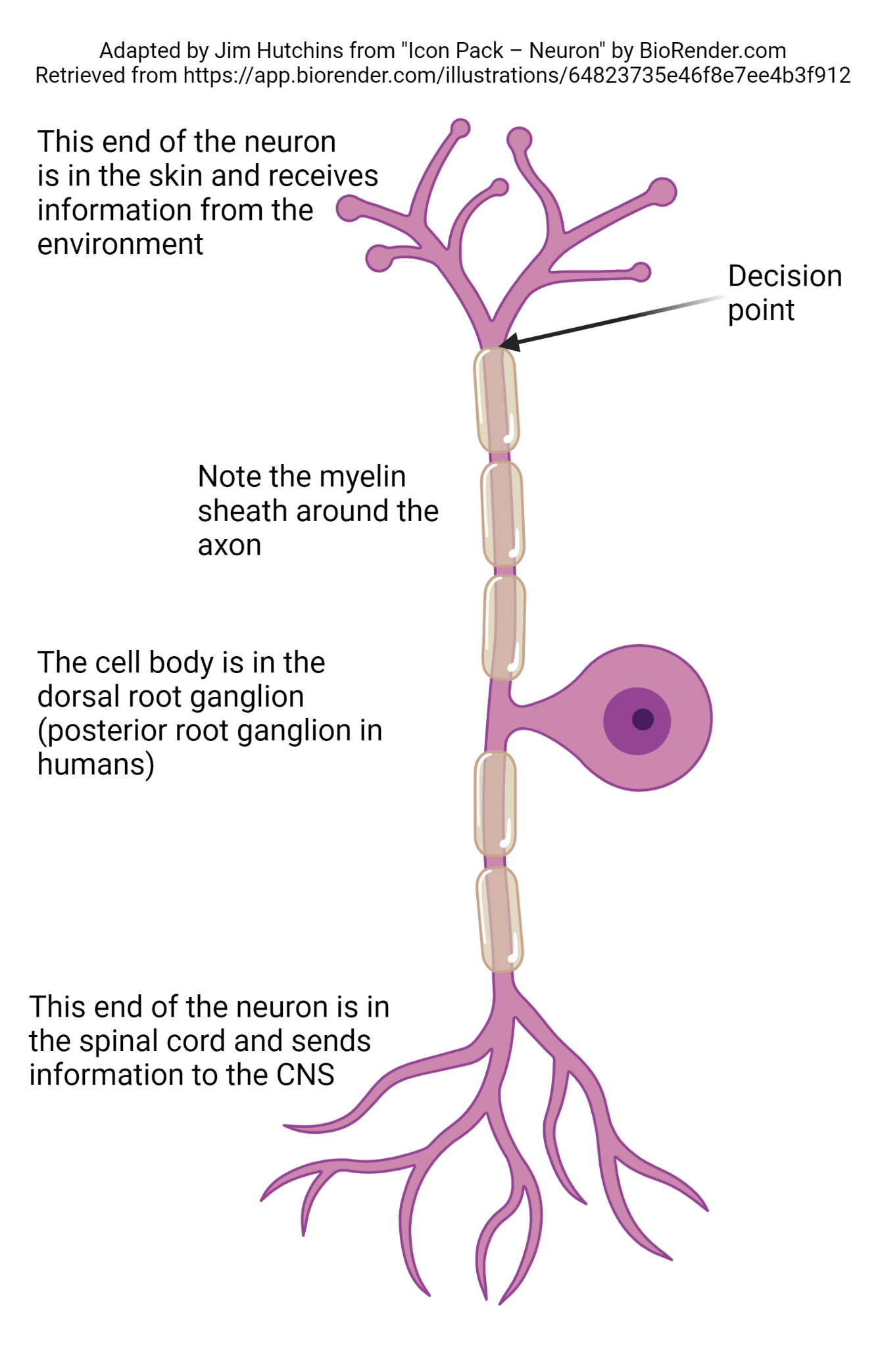 Diagram of a unipolar neuron showing how information is processed in different parts of the neuron.