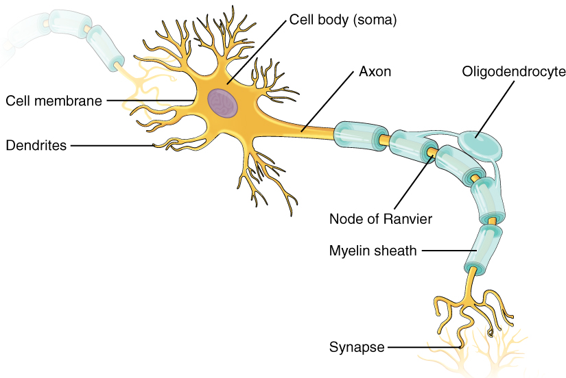 Image of a multipolar neuron.