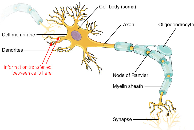 Diagram of a neuron showing the parts involved in receiving information.