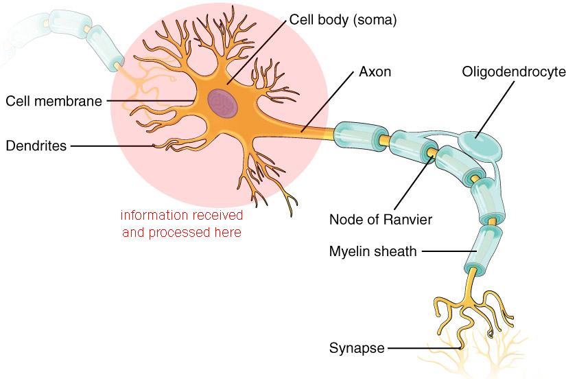 Diagram showing the locations on a neuron that receive and process information.