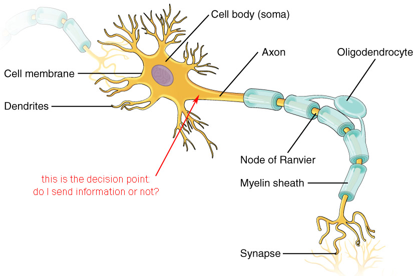 Diagram of a multipolar neuron illustrating the concept of a decision point.