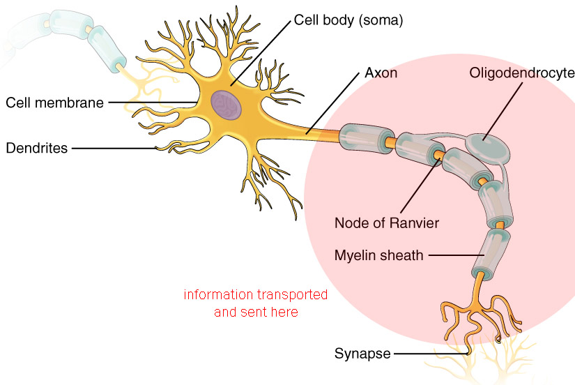 Diagram showing how a neuron sends information to a distant site and transmits information to another neuron or a target cell.