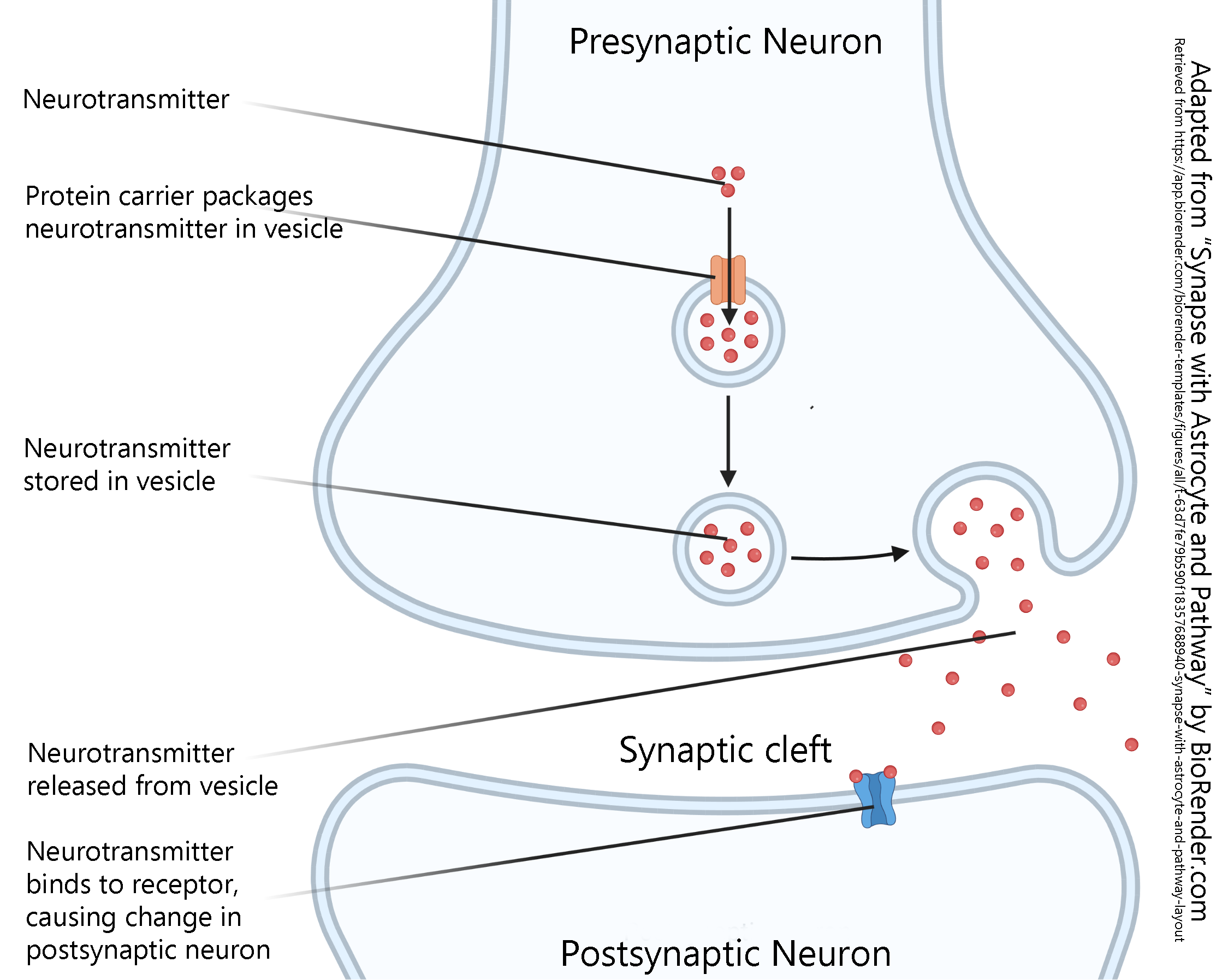 Diagram of a synapse.