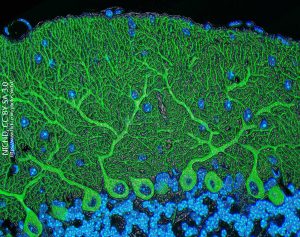 Immunofluorescence image of a mouse cerebellum.