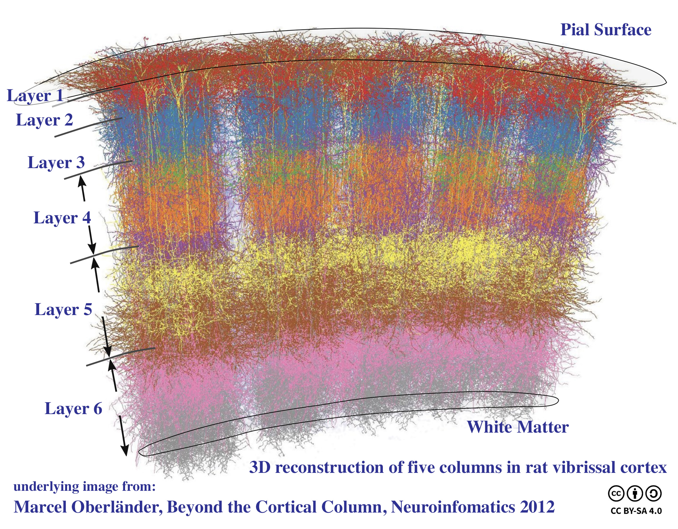 Cortical columns in mouse somatosensory cortex.