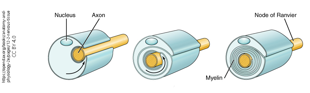 Diagram showing the process of myelination.