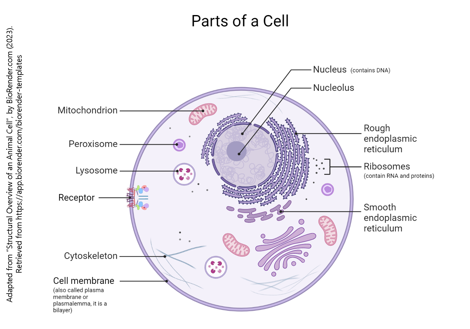 Diagram showing the parts of a cell.