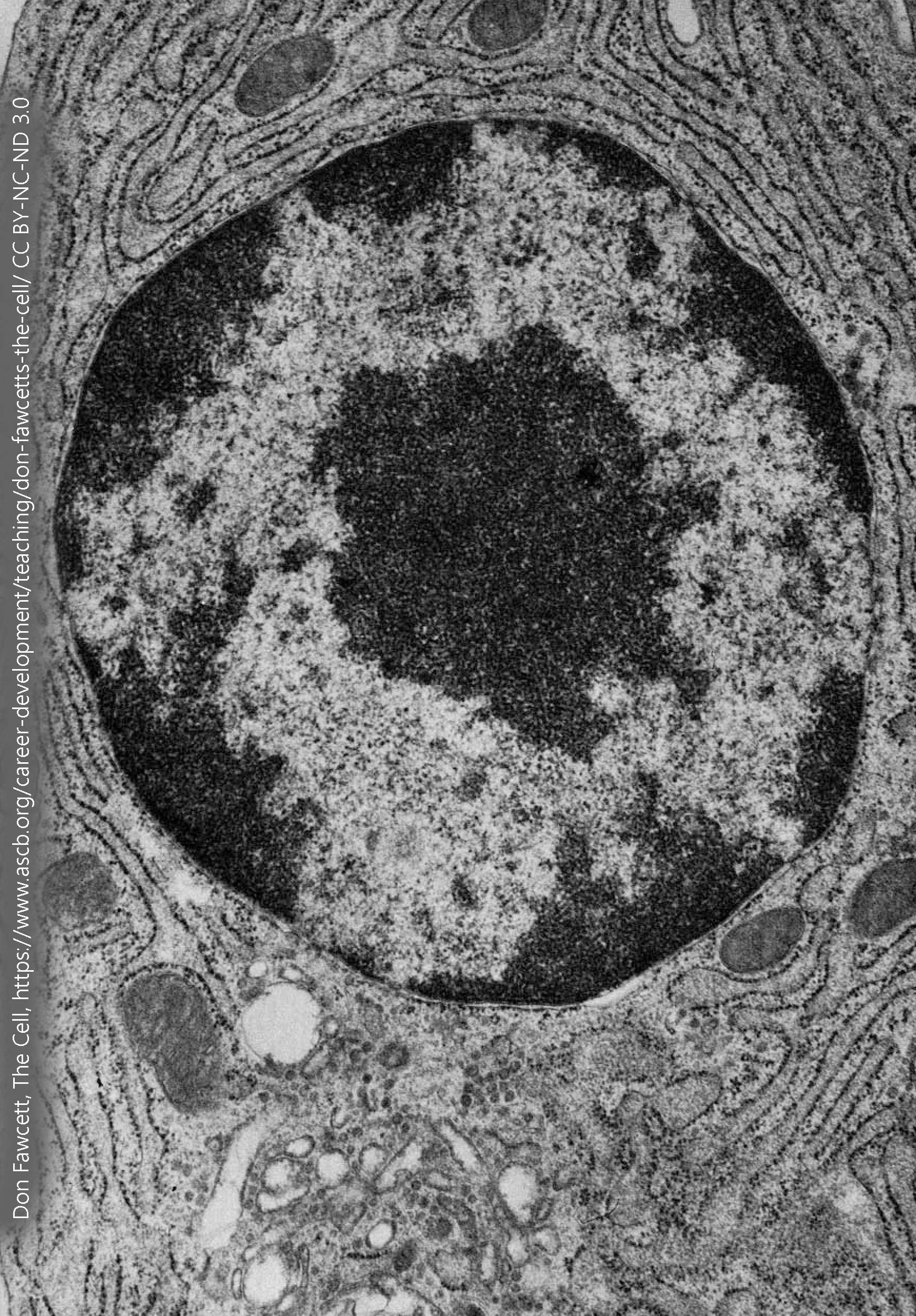 Electron micrograph of a nucleus and rough endoplasmic reticulum.