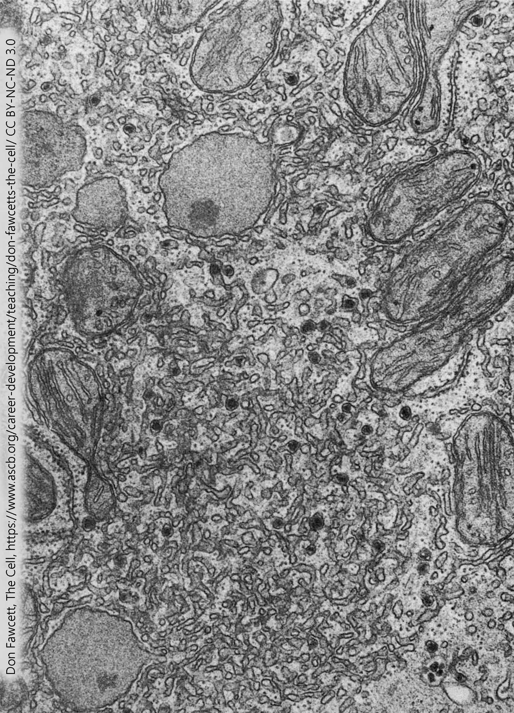 Electron micrograph of the smooth endoplasmic reticulum of the liver.