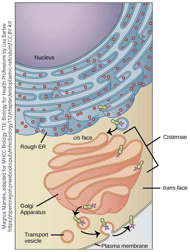 Diagram of the endomembrane system.