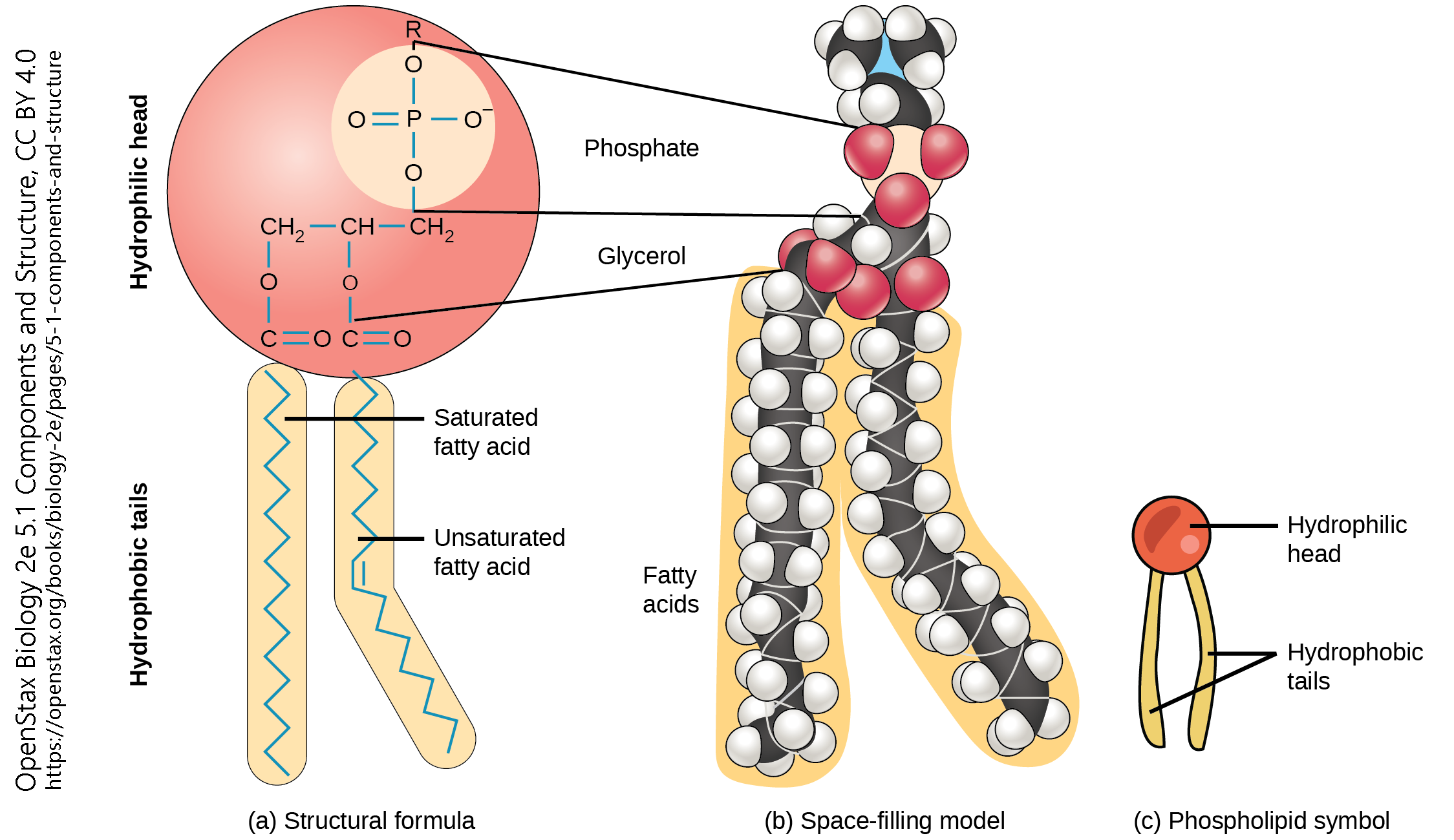 Diagram of the phospholipid molecule, a constituent of cell membranes.