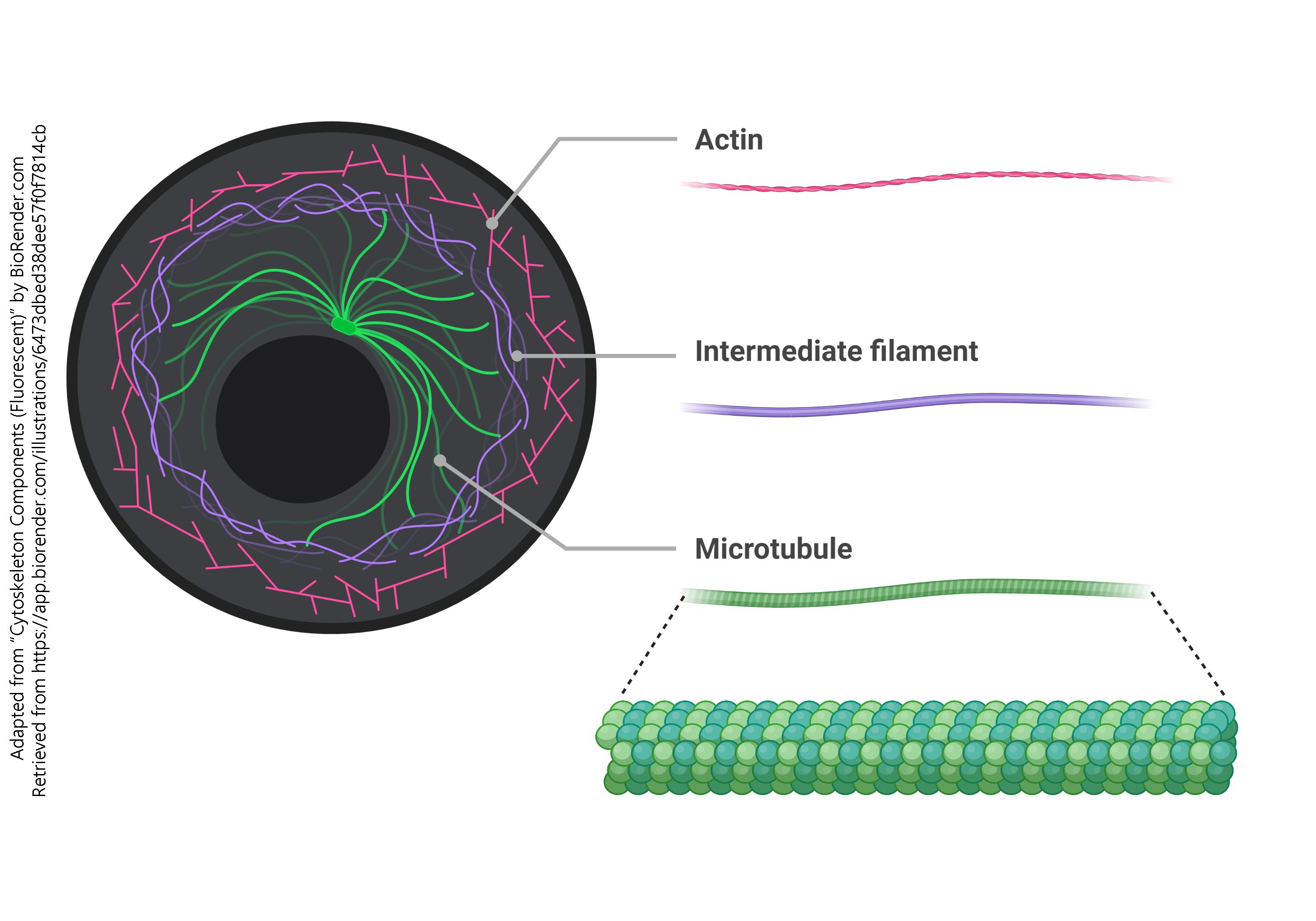 Diagram showing the components of the cytoskeleton.