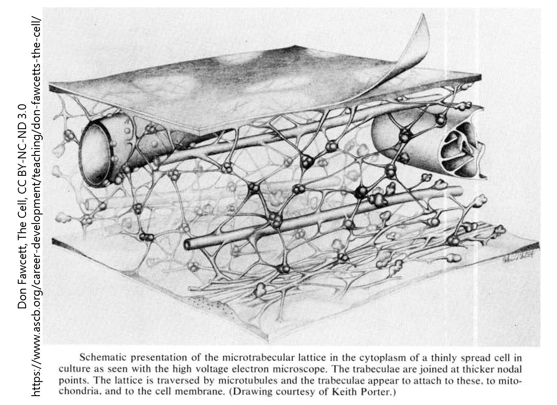 Diagram of the cytoskeleton as seen through the high voltage electron microscope.