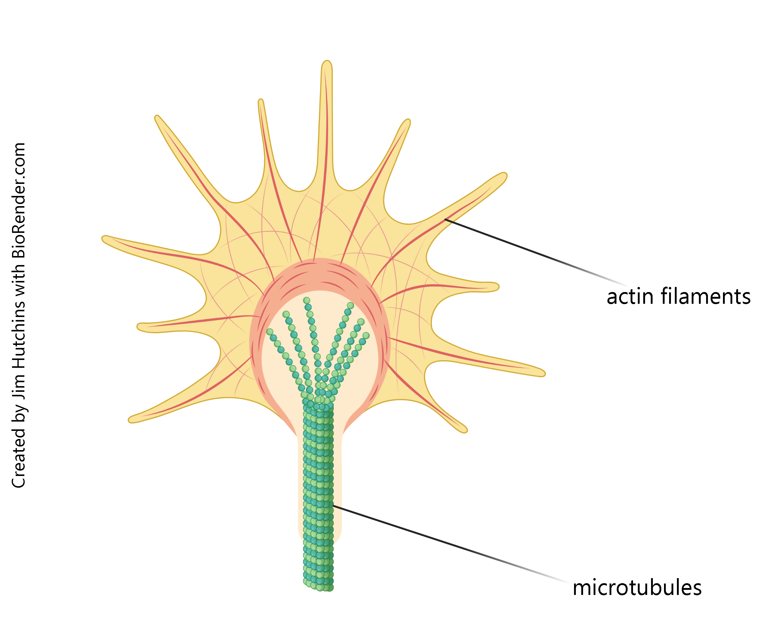 Diagram of a neuronal growth cone.