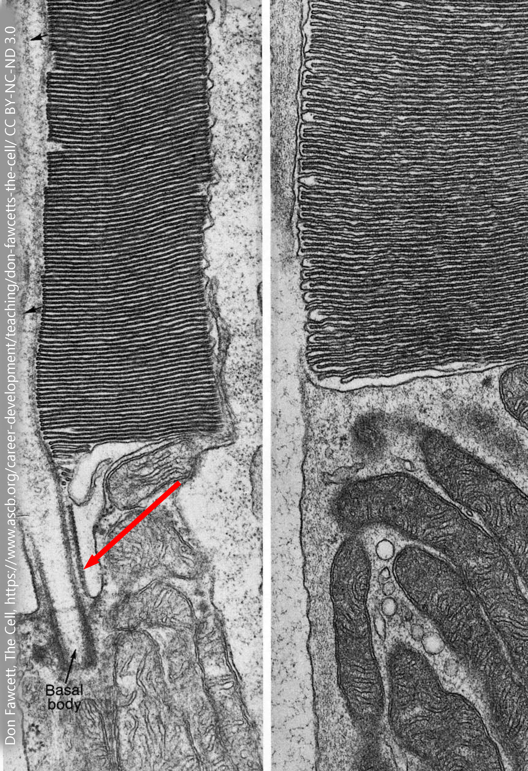 Electron micrograph of a rod photoreceptor.