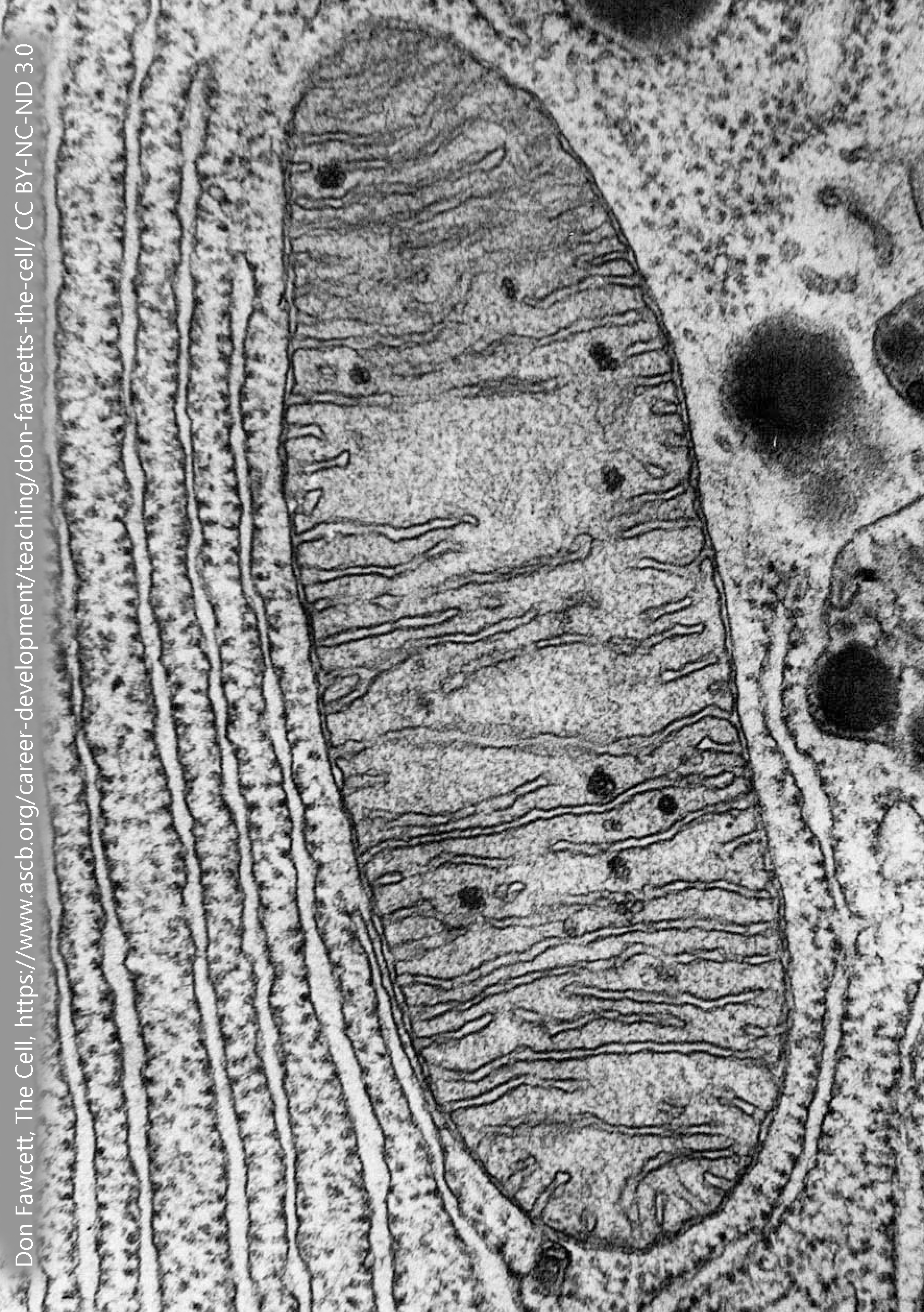 Electron micrograph of a mitochondrion.