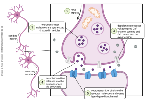 Diagram showing the steps in neurotransmitter release at the synapse.