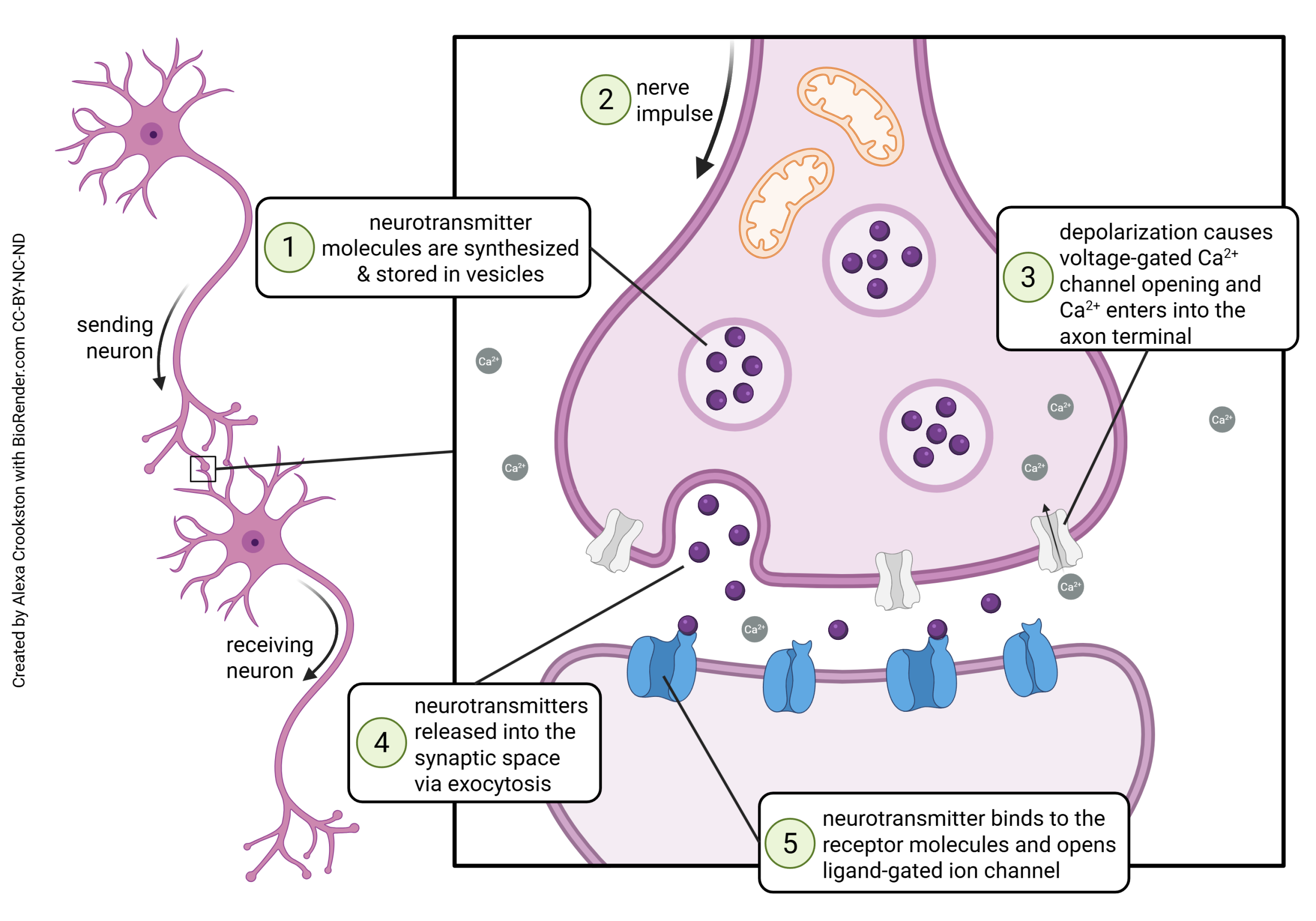 Diagram showing the steps in neurotransmitter release at the synapse.
