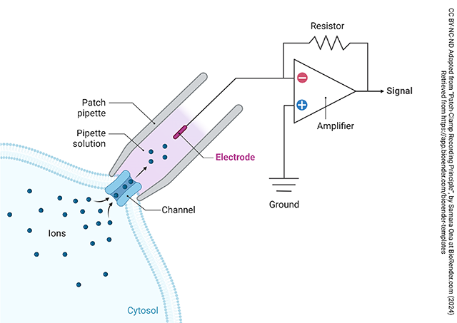 Diagram showing the technique of patch-clamping for recording from single ion channels