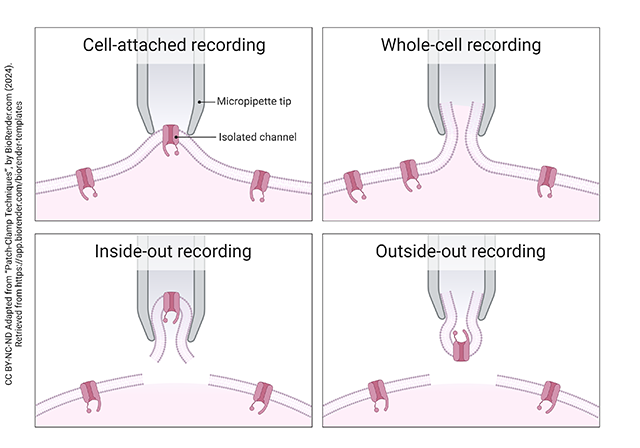 Diagram showing the different configurations of the patch-clamp method.