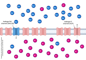 Diagram showing the relative abundance of leakage potassium channels and leakage sodium channels that contribute to the neuronal resting membrane potential.