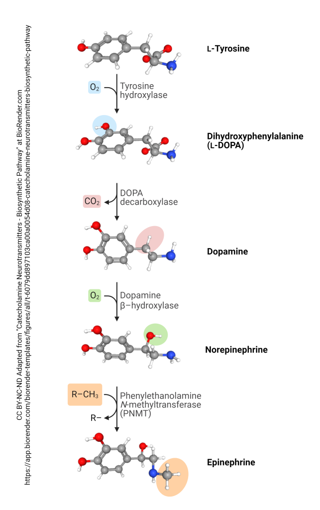 Diagram showing the steps in the synthesis of catecholamine neurotransmitters.