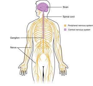 Diagram showing the structures of the central nervous system and peripheral nervous system.
