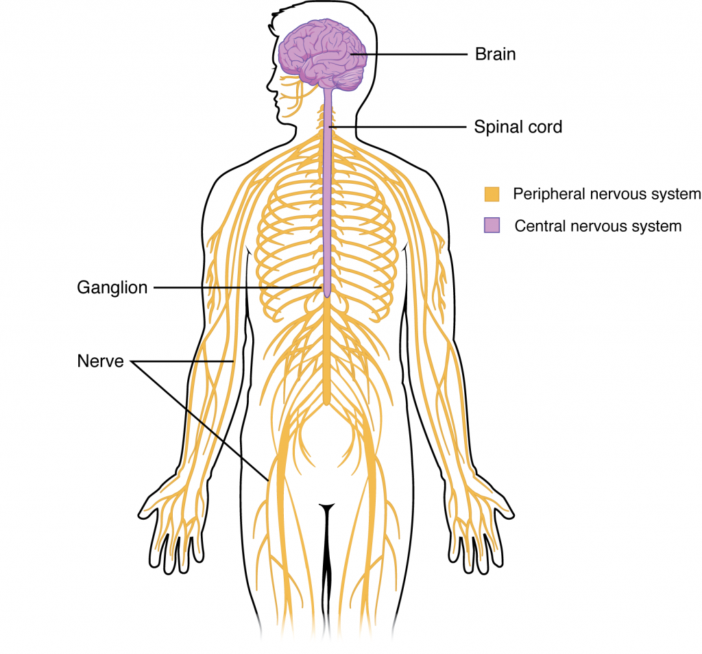 Diagram showing the structures of the central nervous system and peripheral nervous system.