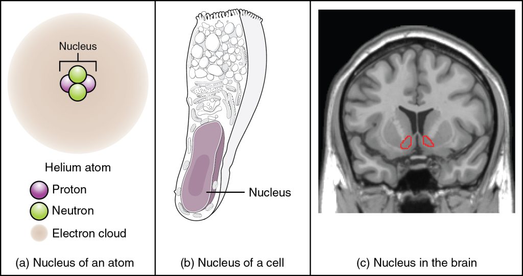 From left to right, the nucleus of an atom, the nucleus of a cell, and an example of a nucleus in the brain are shown.