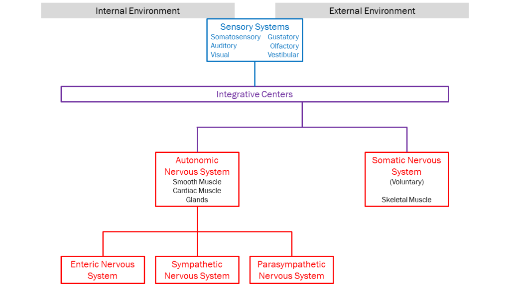 Diagram/flowchart showing the relationship of different divisions of the nervous system.