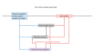 Schematic diagram/flowchart of the enteric nervous system.