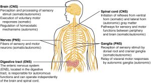 Diagram outlining the somatic, autonomic, and enteric divisions of the nervous system.