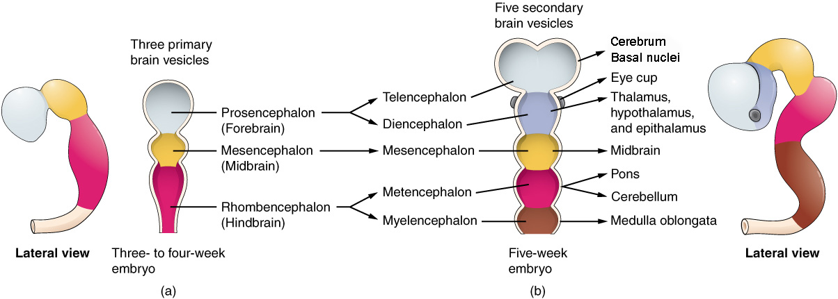 Diagram showing the three primary brain vesicles and five secondary brain vesicles.