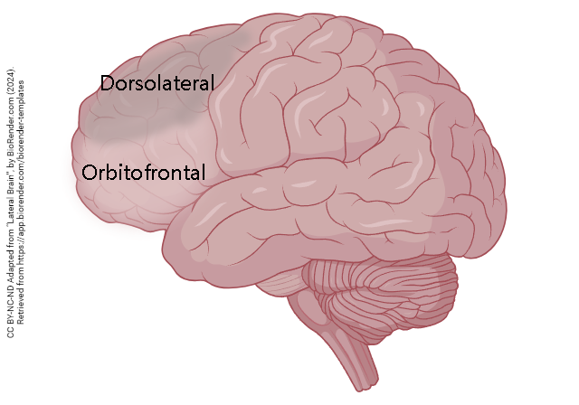 Diagram of the divisions of the frontal cortex in the human brain.