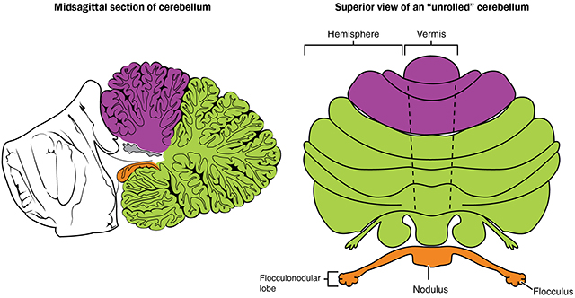 Diagram showing the functional and anatomical regions of the cerebellum.