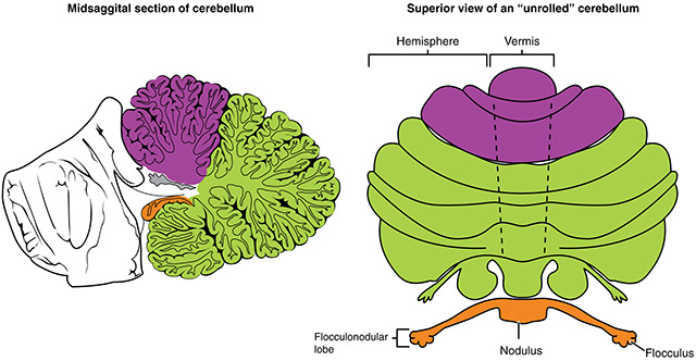 Diagram showing the regions of the cerebellum.