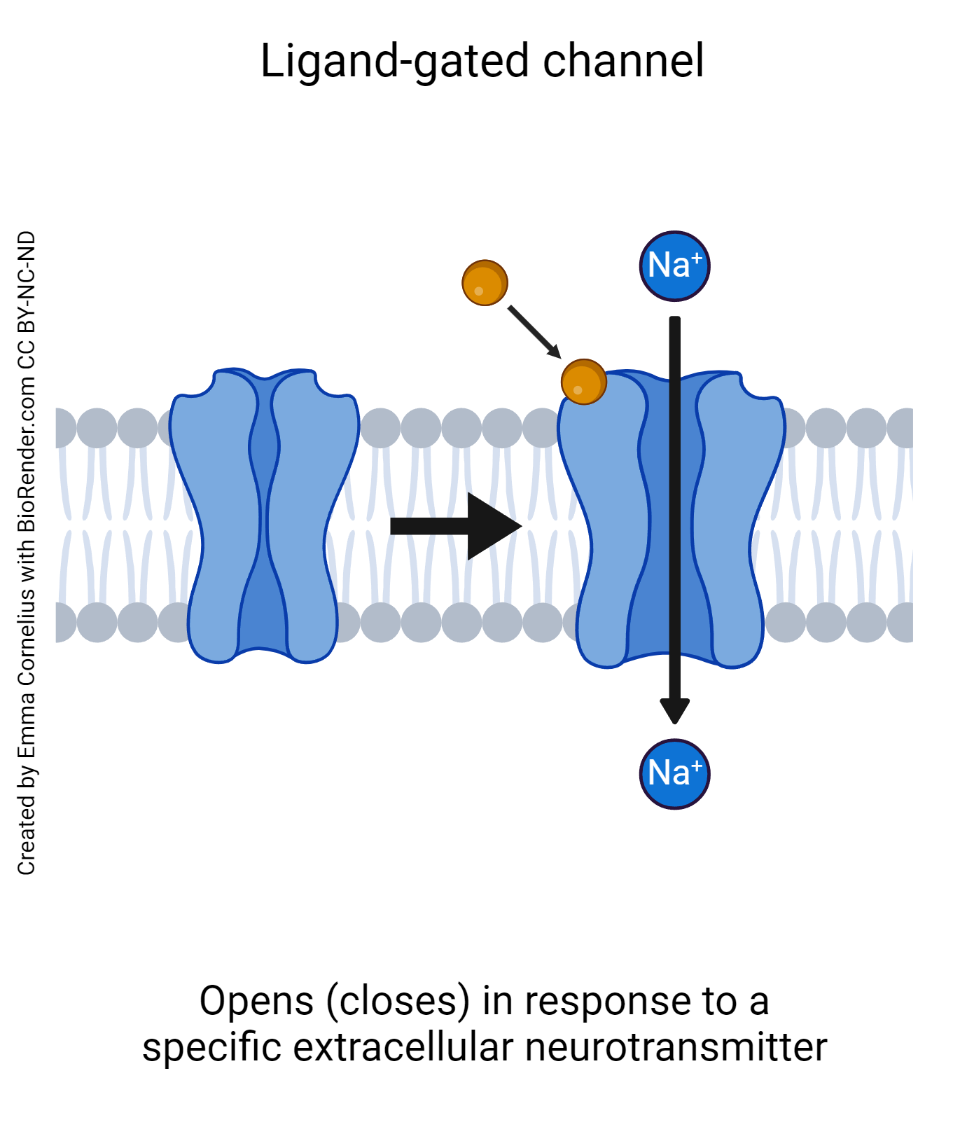 Diagram showing the operation of a ligand-gated (ionotropic) neurotransmitter receptor.