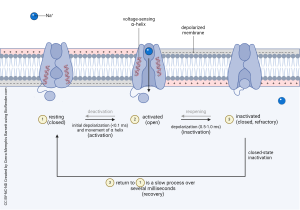 Diagram showing the states of the voltage-gated sodium channel.