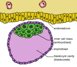 Diagram of a blastocyst preparing for implantation in the uterine wall.