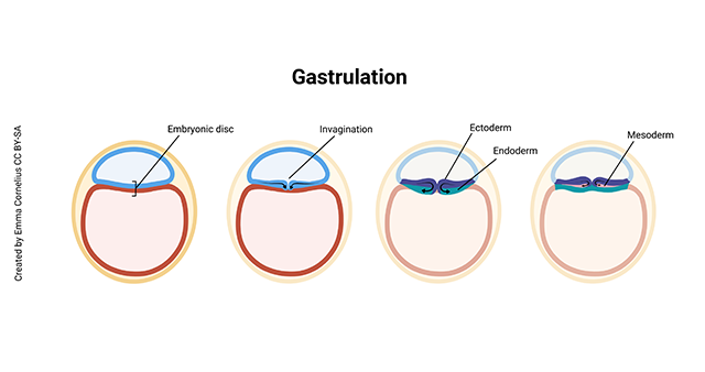 Diagram of the process of gastrulation in embryonic development.