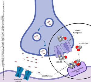 A diagram of acetylcholinesterase at the cholinergic synapse