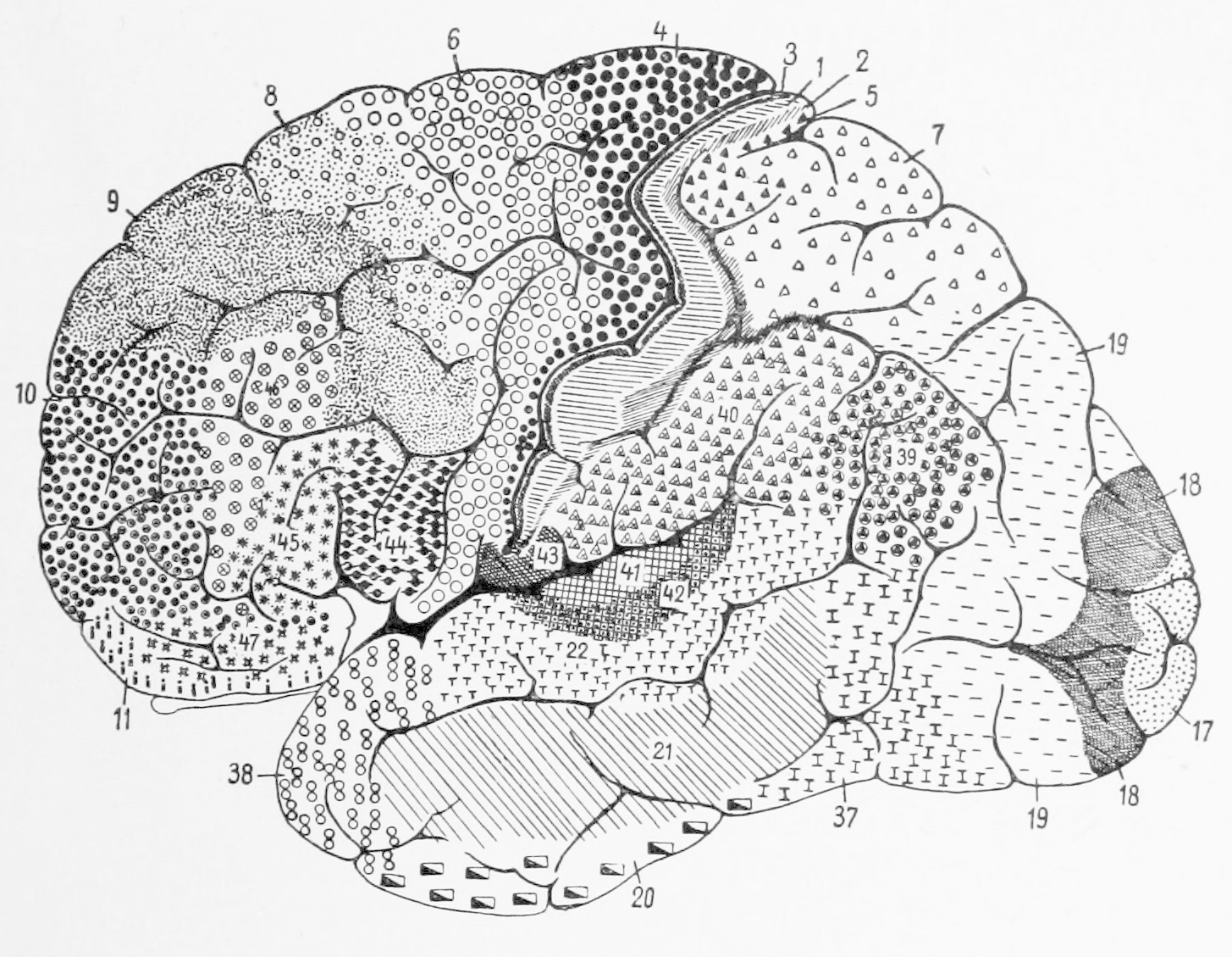 Map developed by Korbinian Brodmann showing cytoarchitectonic areas of human cortex.