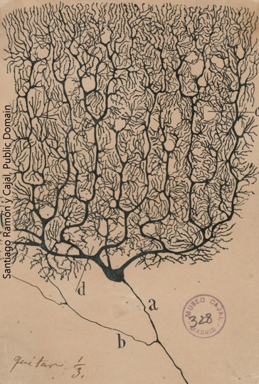 Ramón y Cajal's drawing of a Purkinje cell from the cerebellum.