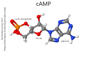 Model of the chemical structure of cyclic adenosine monophosphate