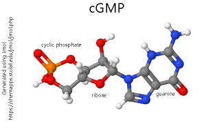 Model of the cylic guanosine monophosphate molecule