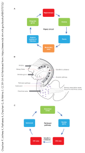 A diagram of hippocampal connections and circuitry.