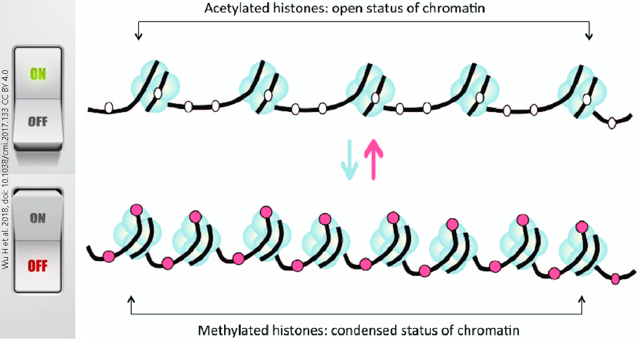 Diagram showing how the open or closed status of DNA wrapped around histones regulates gene expression.