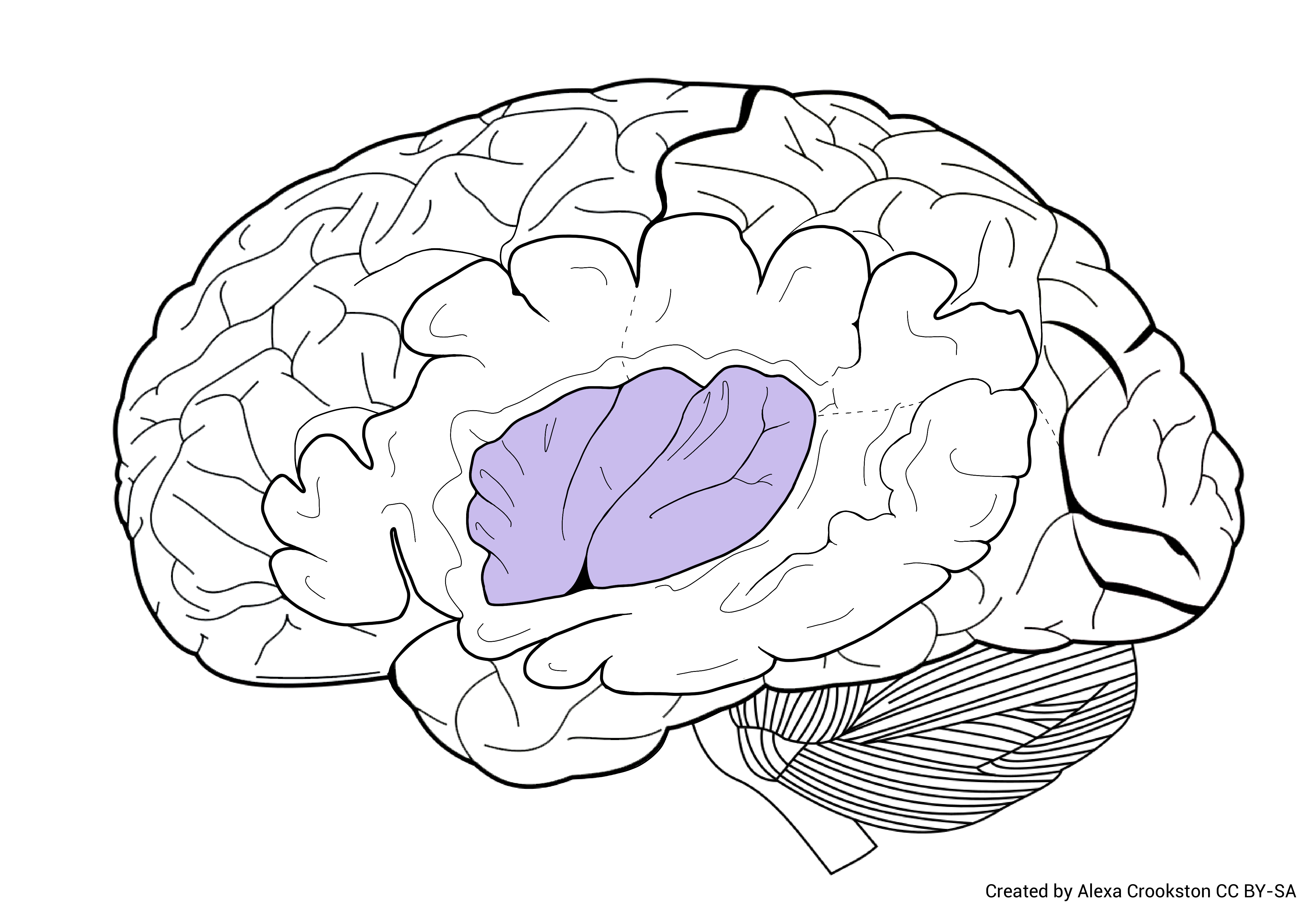 Diagram showing the location of the insula.